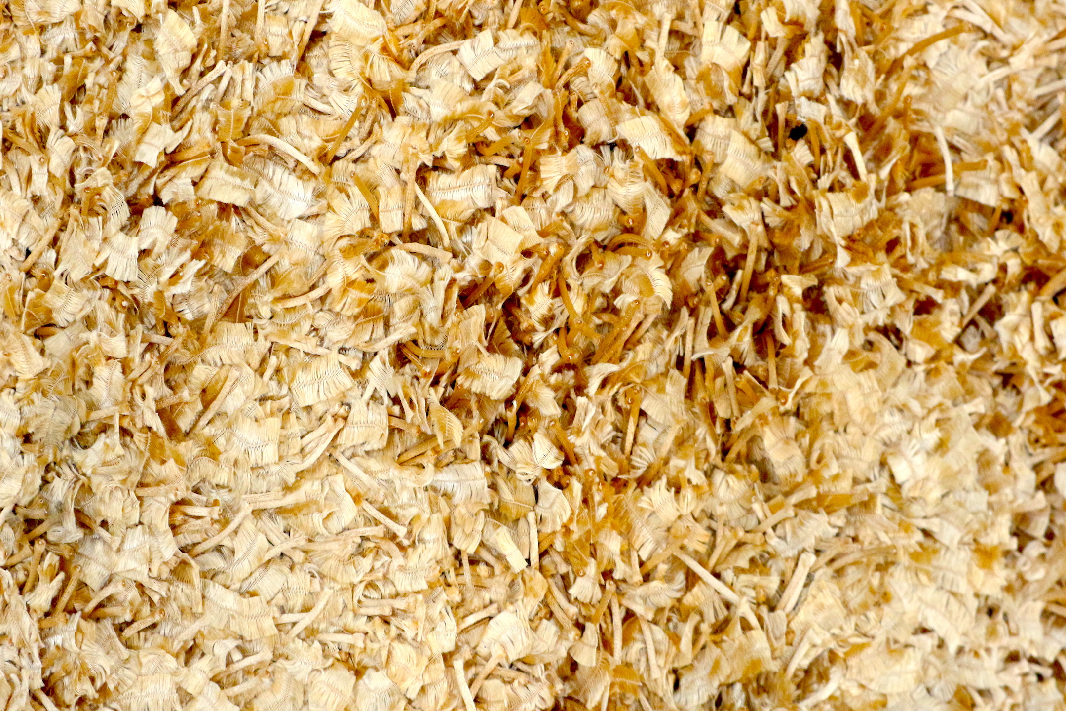 Gold Colour Rugs