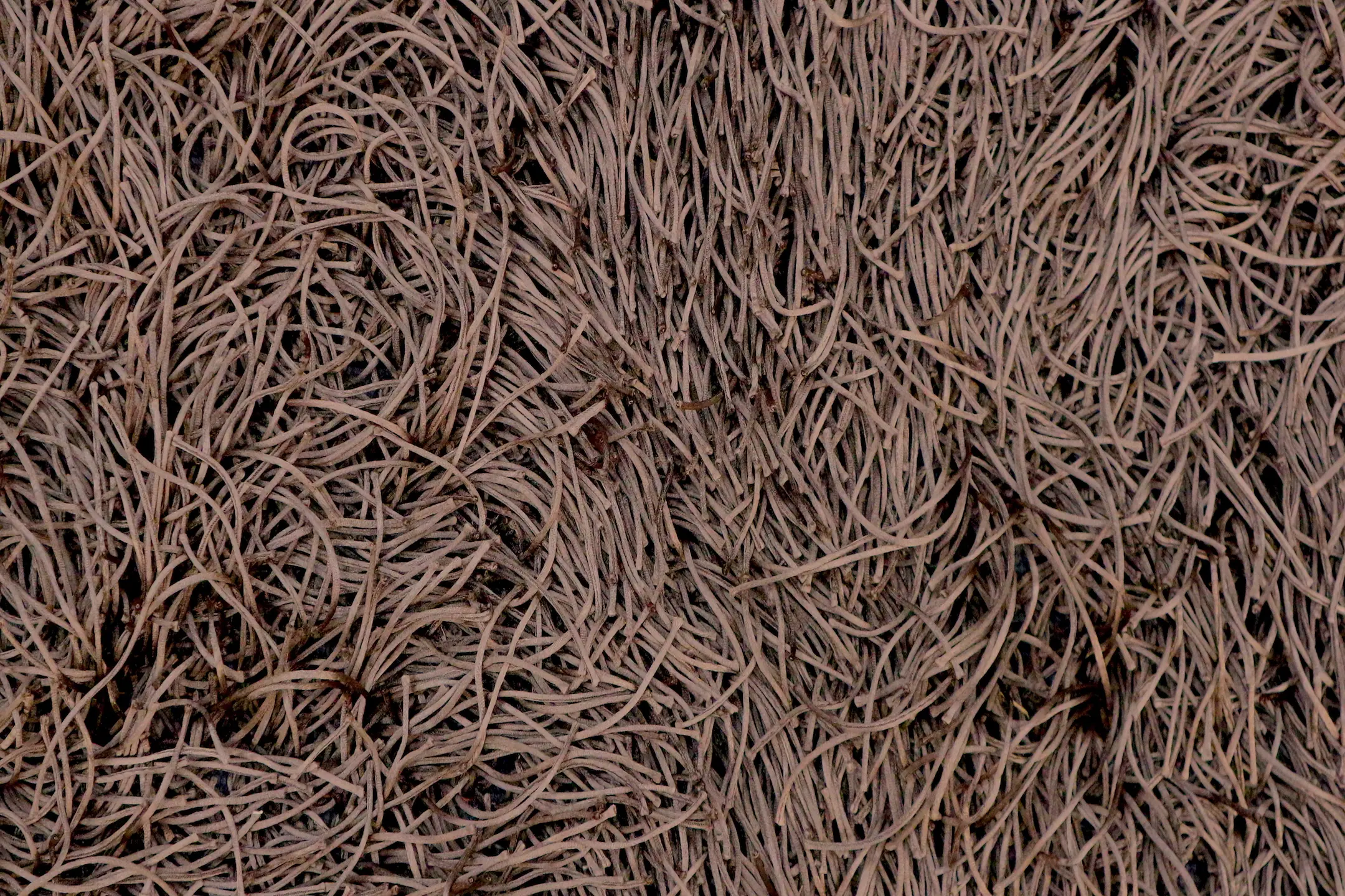 Spaghetti Shaggy Rug ILSS54