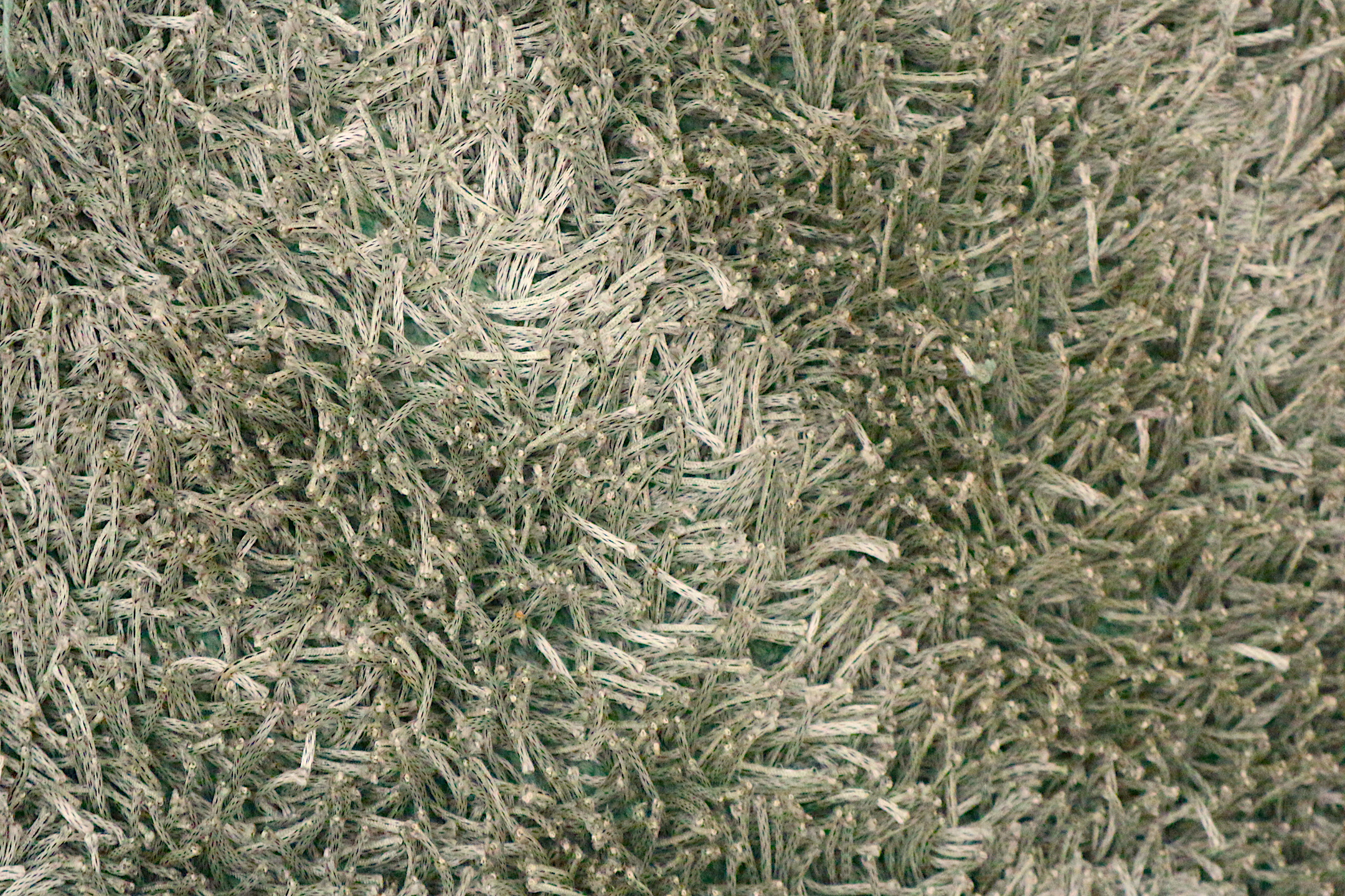 Fusion Shaggy Rug ILSD42