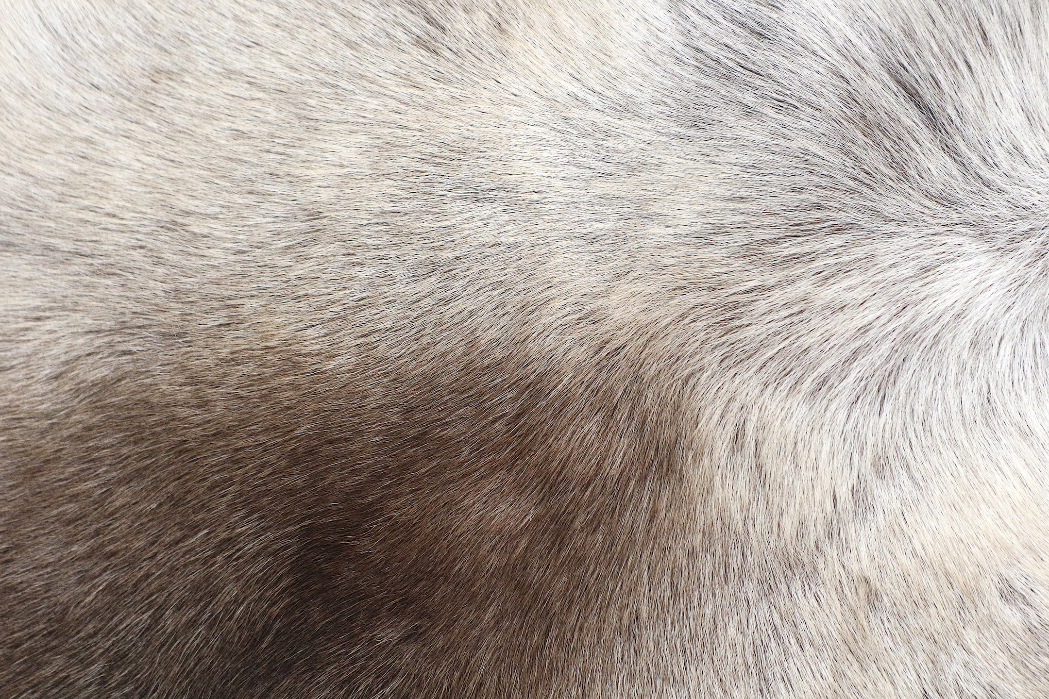 Reindeer Hide JSK030GRY E